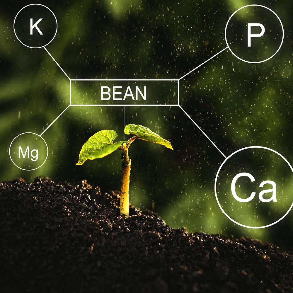 Mastering Nutrient Management
