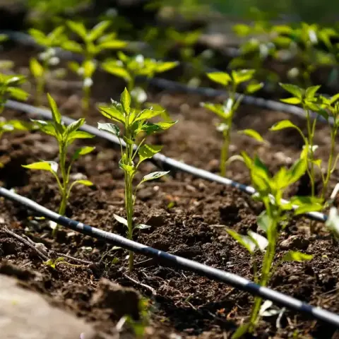 How Peat Moss and an Irrigation System Can Support Plant Growth