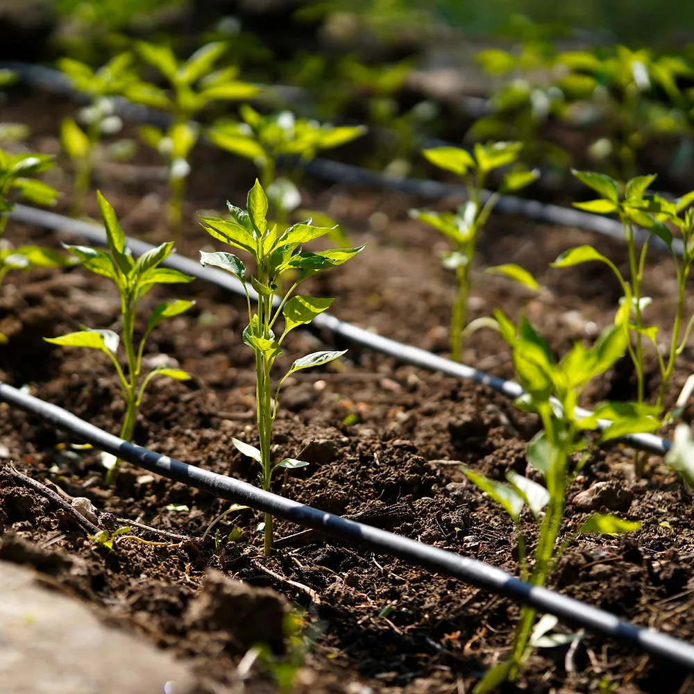 How combining peat moss and a irrigation system can improve plant growth?