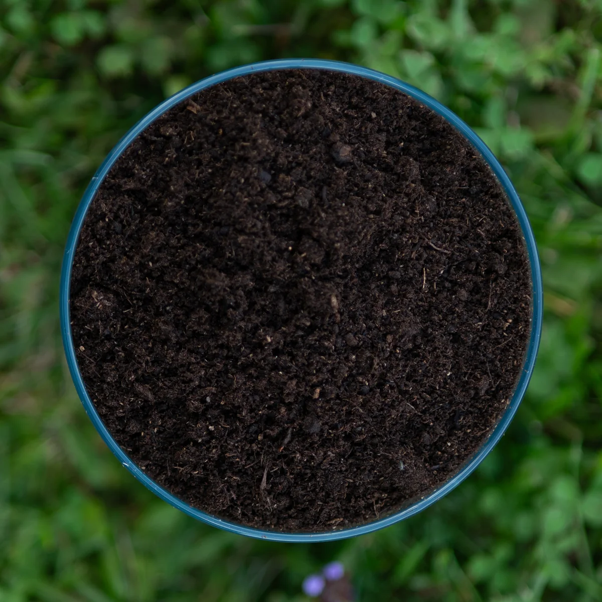 Fine black peat sample in a sample dish, the fraction range used as a base for mushroom casing soil