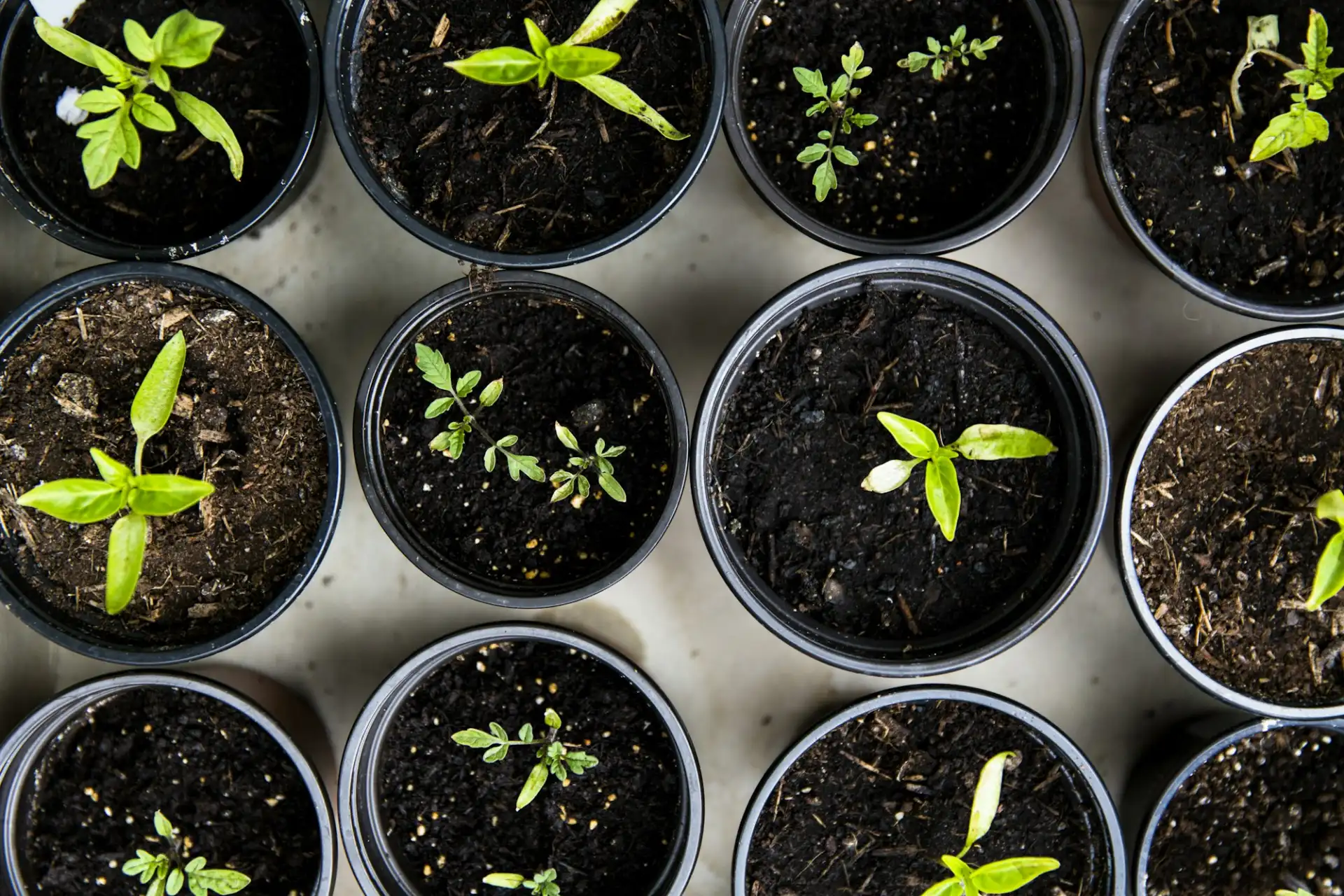 North America Growing Media, Peat Moss, and Sales... | ASB