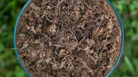 High-Porosity Growing Media for Container Nurseries