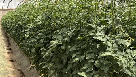 Irrigation Water Alkalinity and Growing Media pH
