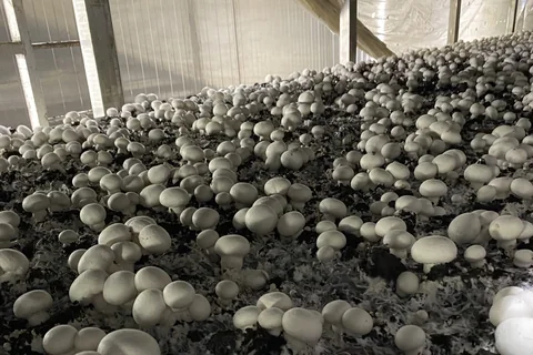 Peat Substrates for Mushrooms: Casing Soil Specifications Buyers Should Ask For