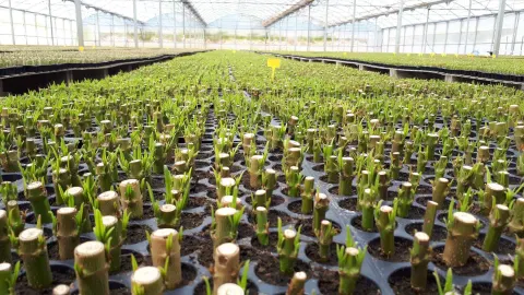 Substrate for Plant Cuttings: Nerium Oleander Case