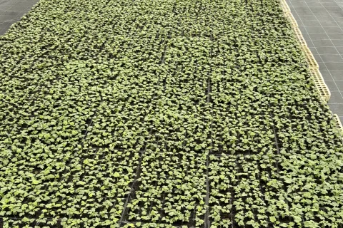 Potting Soil for Vegetable Seedlings