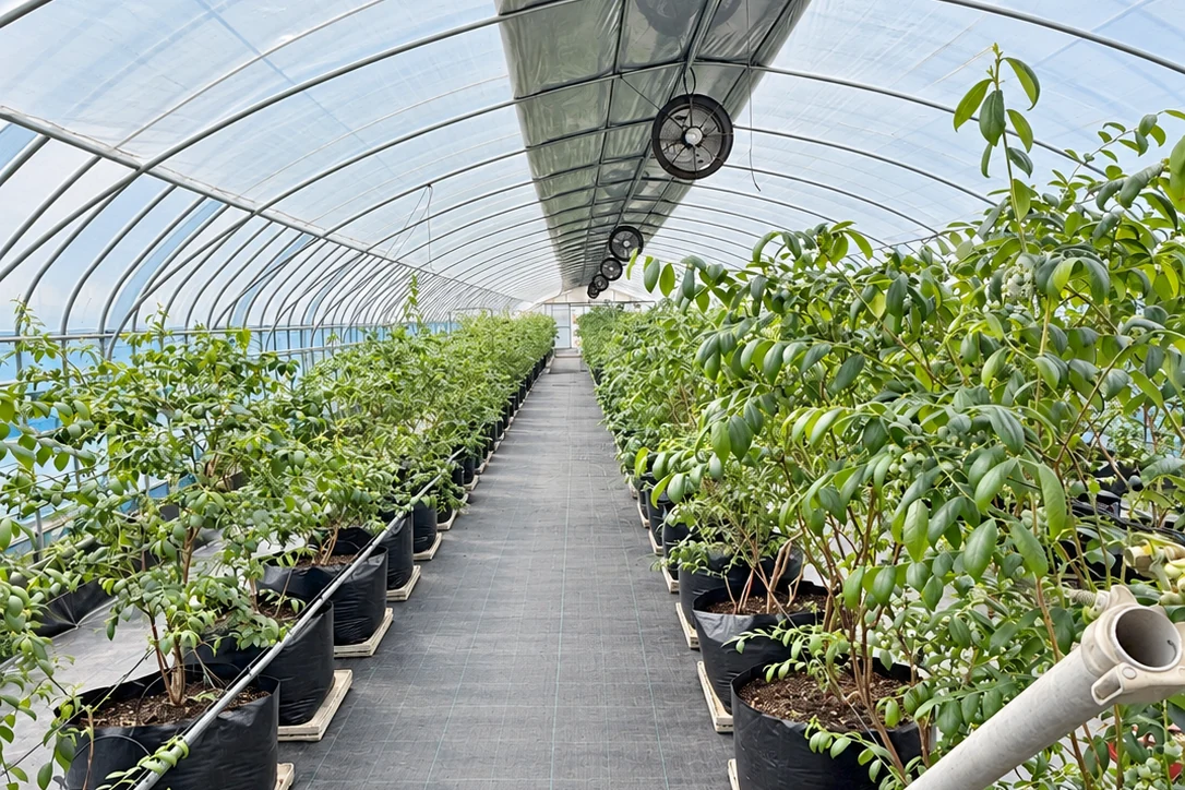 Peat Substrates for Trees and Shrubs: Structure for Longer Container Cycles